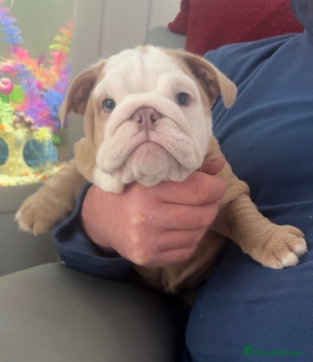 English Bulldog dogs Beautiful British Bulldog Girl  - Advert 1