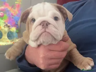 English Bulldog dogs Beautiful British Bulldog Girl - Advert 1