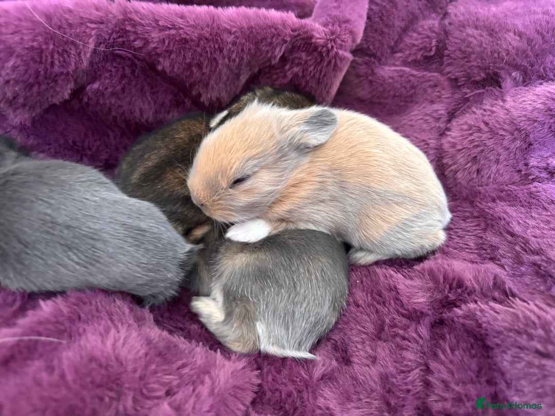 Mini Lion Lop rabbits for sale: Mini lion lops  - Image 11