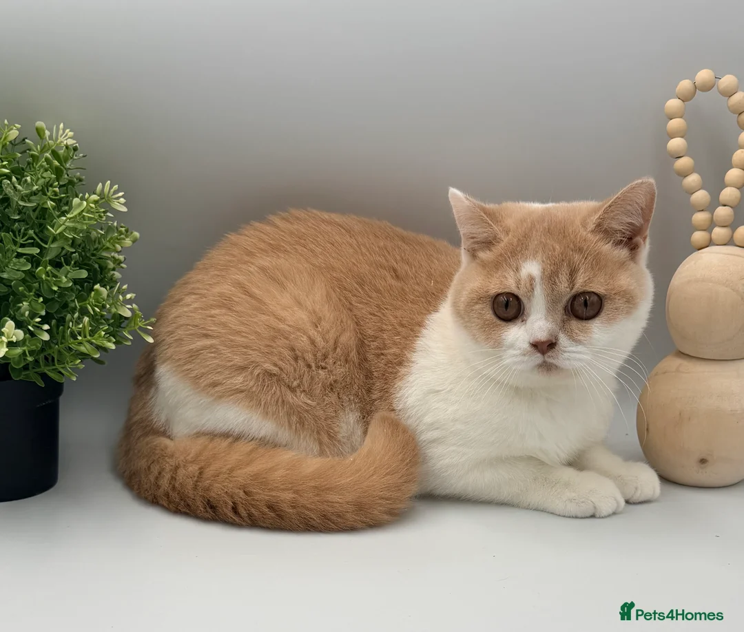 British Shorthair cats for sale: PEDIGREE REGISTERED CHUNKY BRITISH SHORTHAIRS - Advert 7
