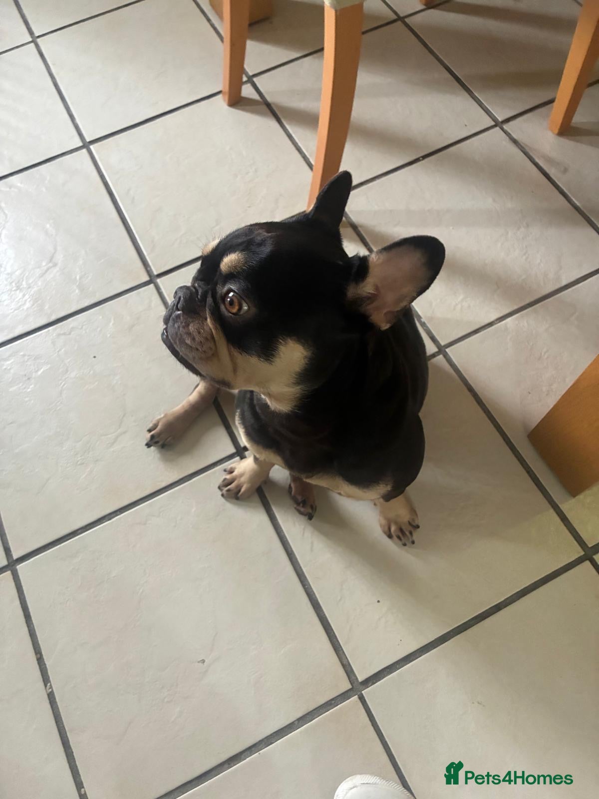 French Bulldog dogs 3 year old lovely French Bulldog - Advert 9
