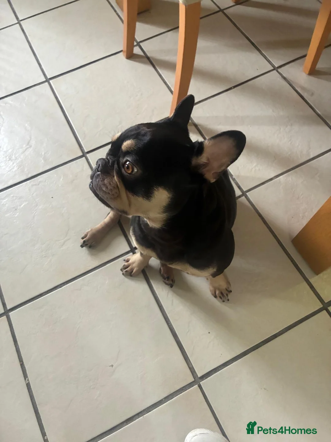 French Bulldog dogs for sale: 3 year old lovely Frenchie - Advert 2