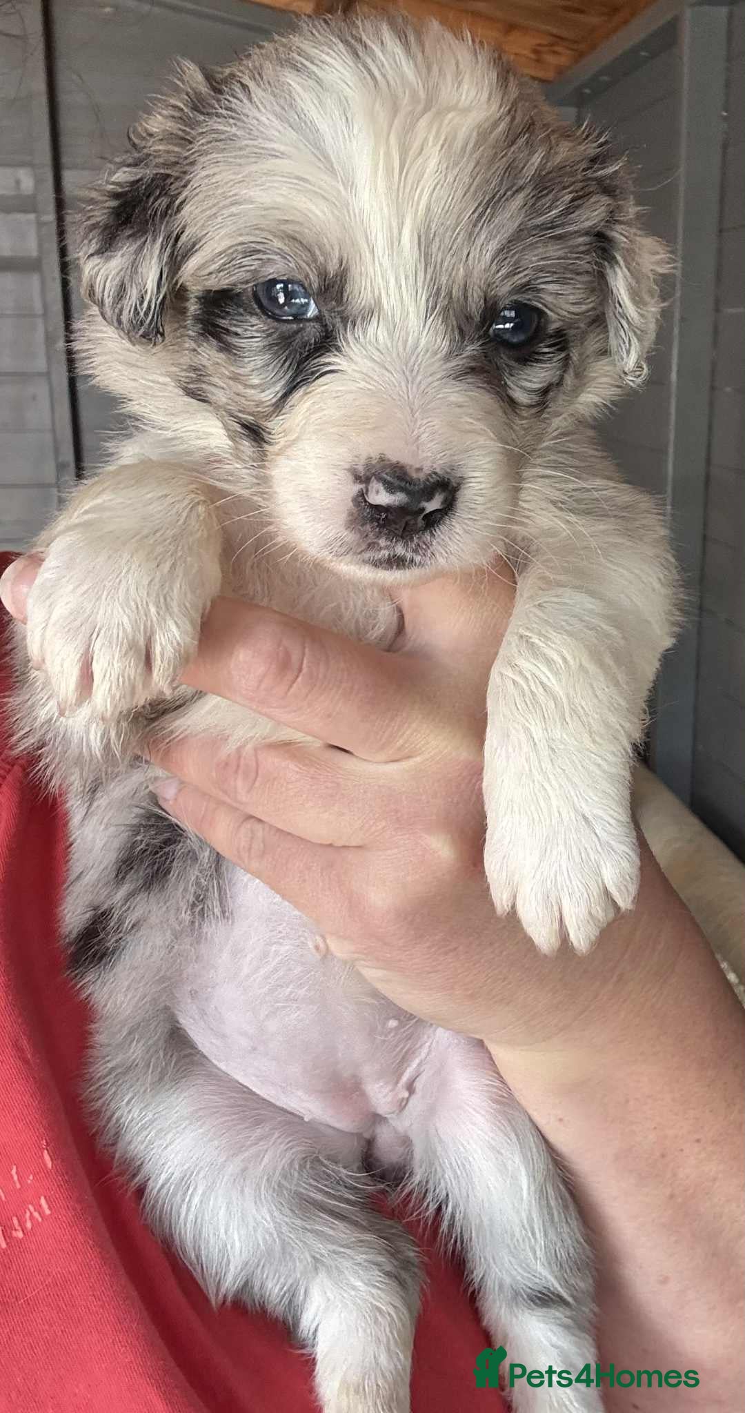 Border Collie dogs for sale: Stunning Border Collie Puppies - Image 13