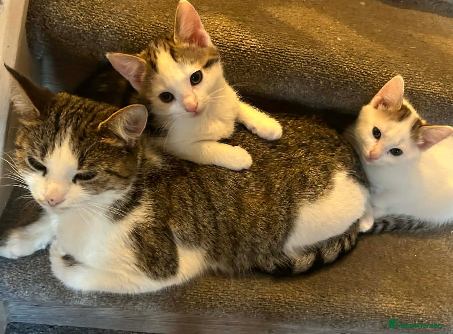 Mixed Breed cats Kittens ready for their new home - Advert 4