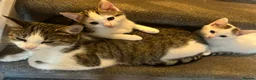 Mixed Breed cats for sale: Kittens ready for their new home in Brigg - Advert 1