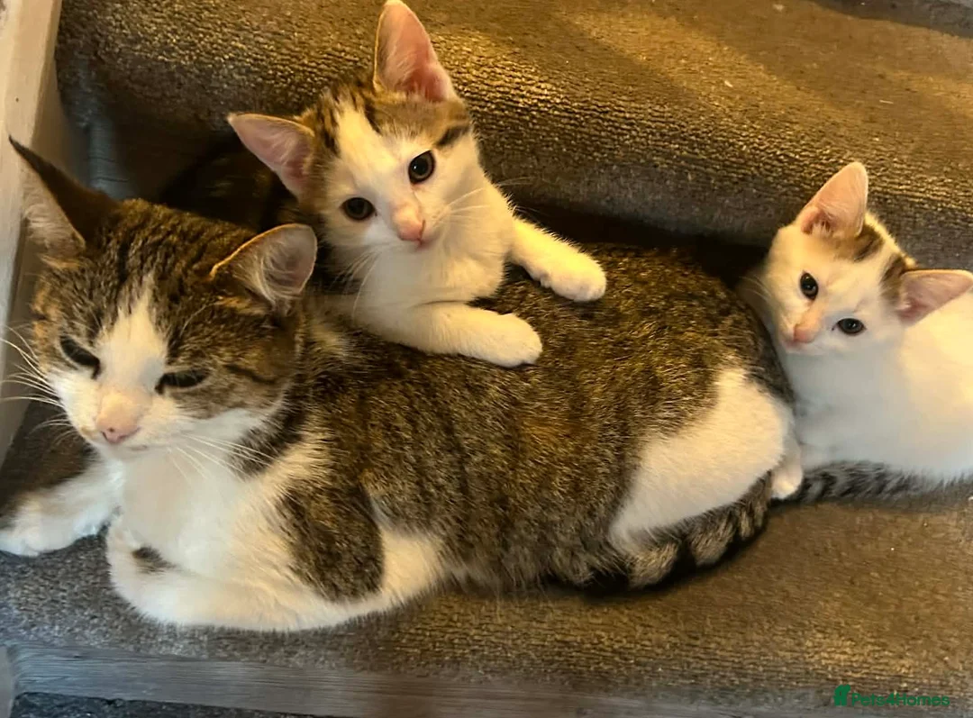 Mixed Breed cats for sale: Kittens ready for their new home in Brigg - Advert 1