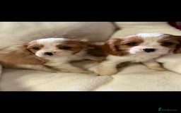 Cavalier King Charles Spaniel dogs for sale: King charles cavalier - Image 11