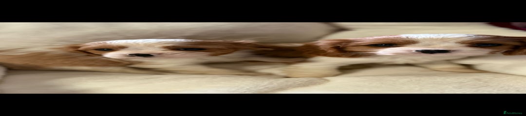 Cavalier King Charles Spaniel Puppy 1