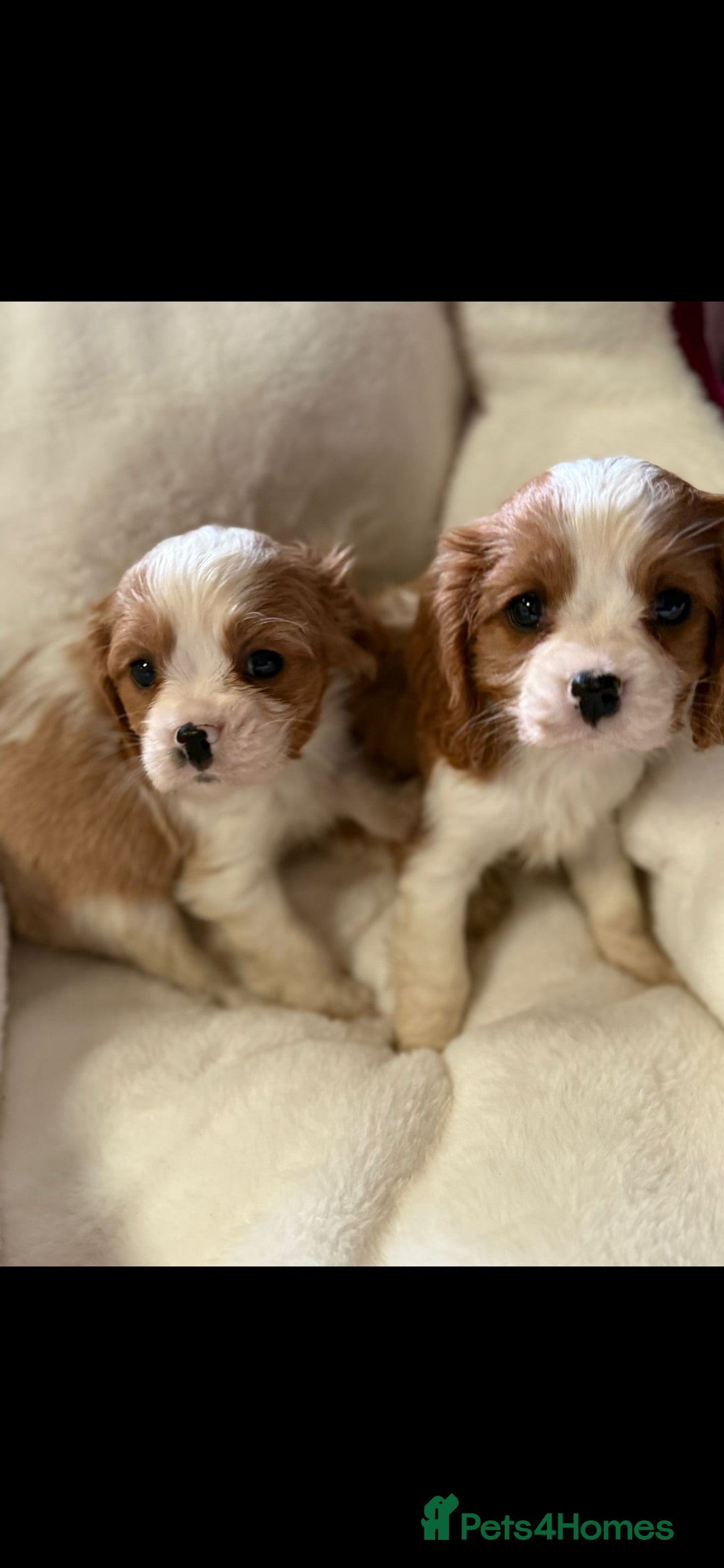Cavalier King Charles Spaniel dogs for sale: King charles cavalier - Image 11
