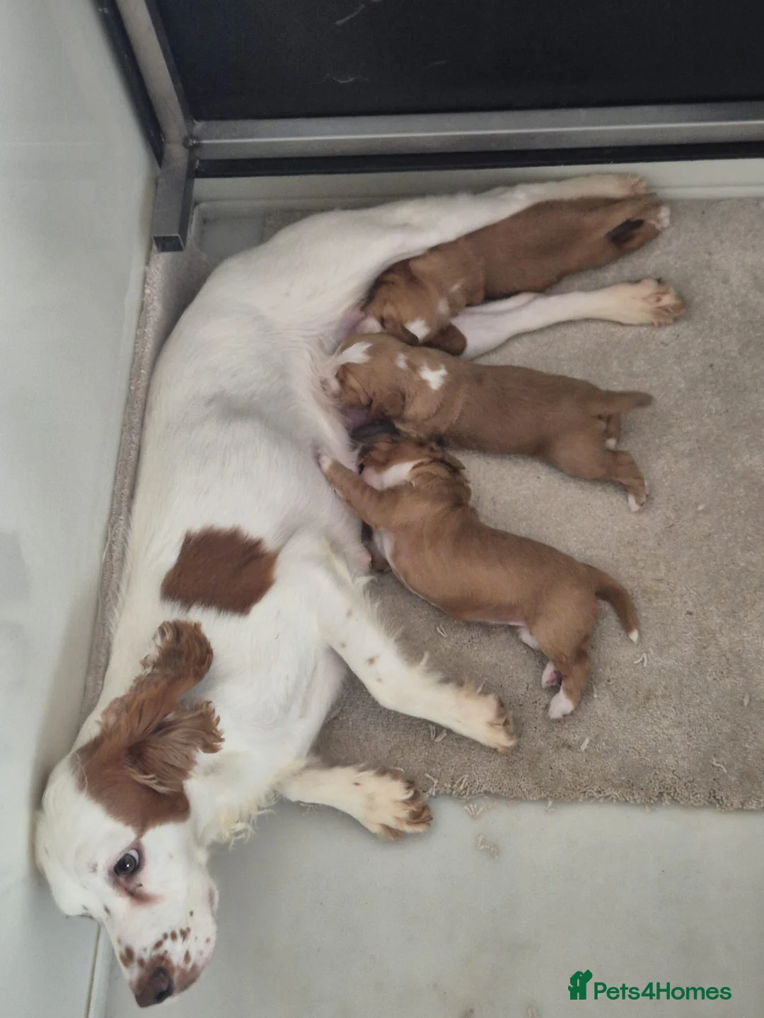 Cocker Spaniel dogs for sale: Beautiful working cocker spaniel puppies in Worcester - Advert 2