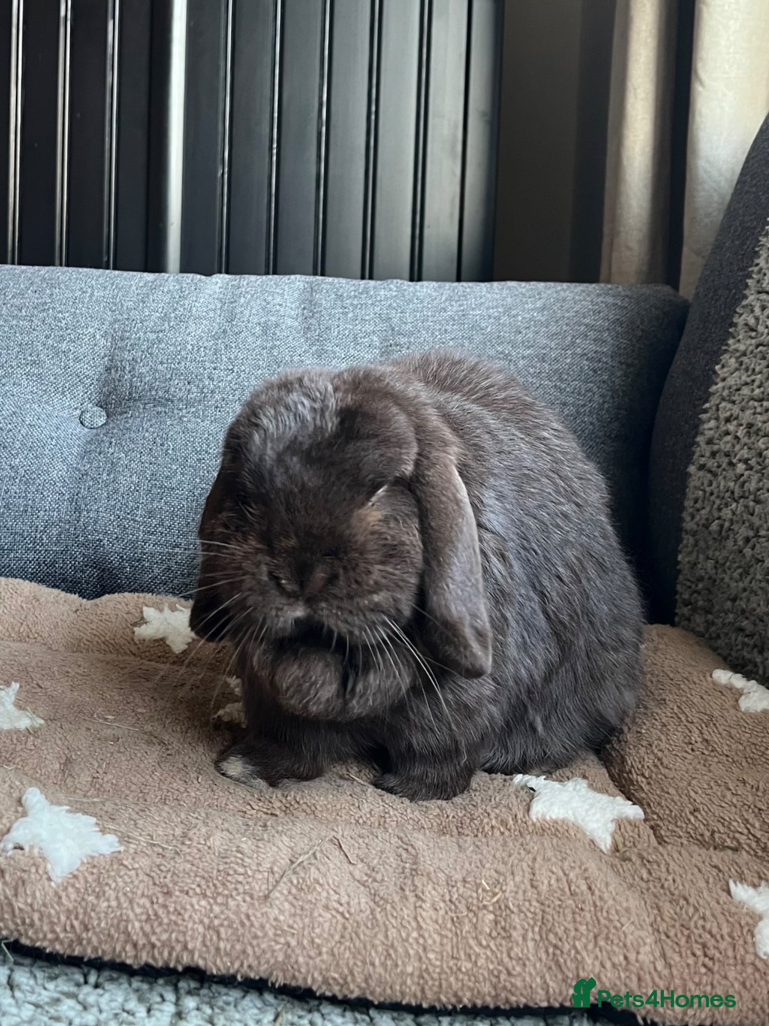 Mini Lop rabbits Sweet Mini Lop - Advert 1