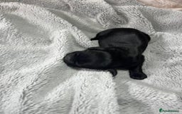 Australian Labradoodle dogs for sale: 6 Gorgeous Australian Labradoodle Puppies - Image 19