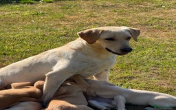 Labrador Retriever dogs for sale: Lovely KC Registered Labrador Puppies - Image 13