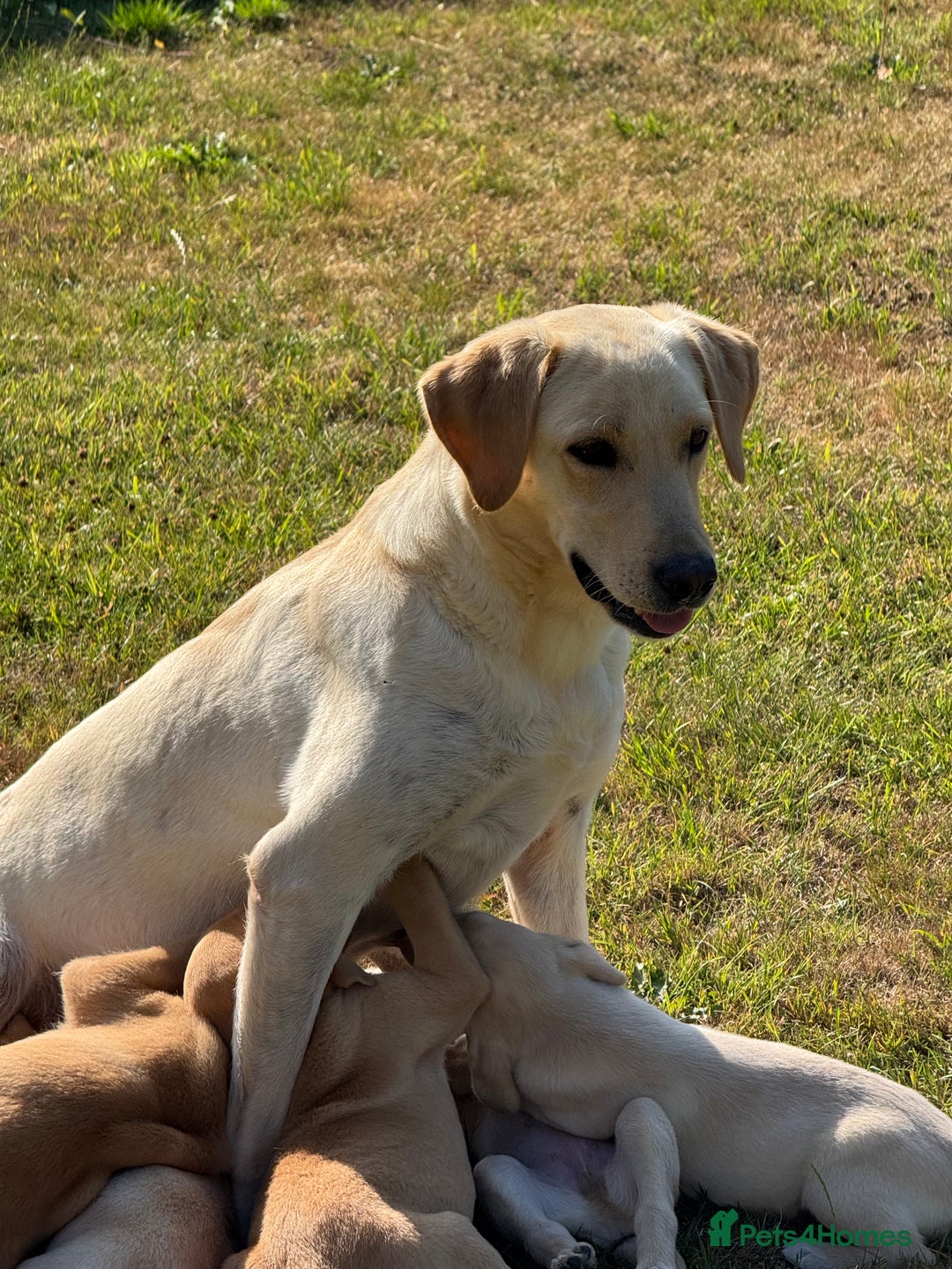 Labrador Retriever dogs for sale: Lovely KC Registered Labrador Puppies - Image 13