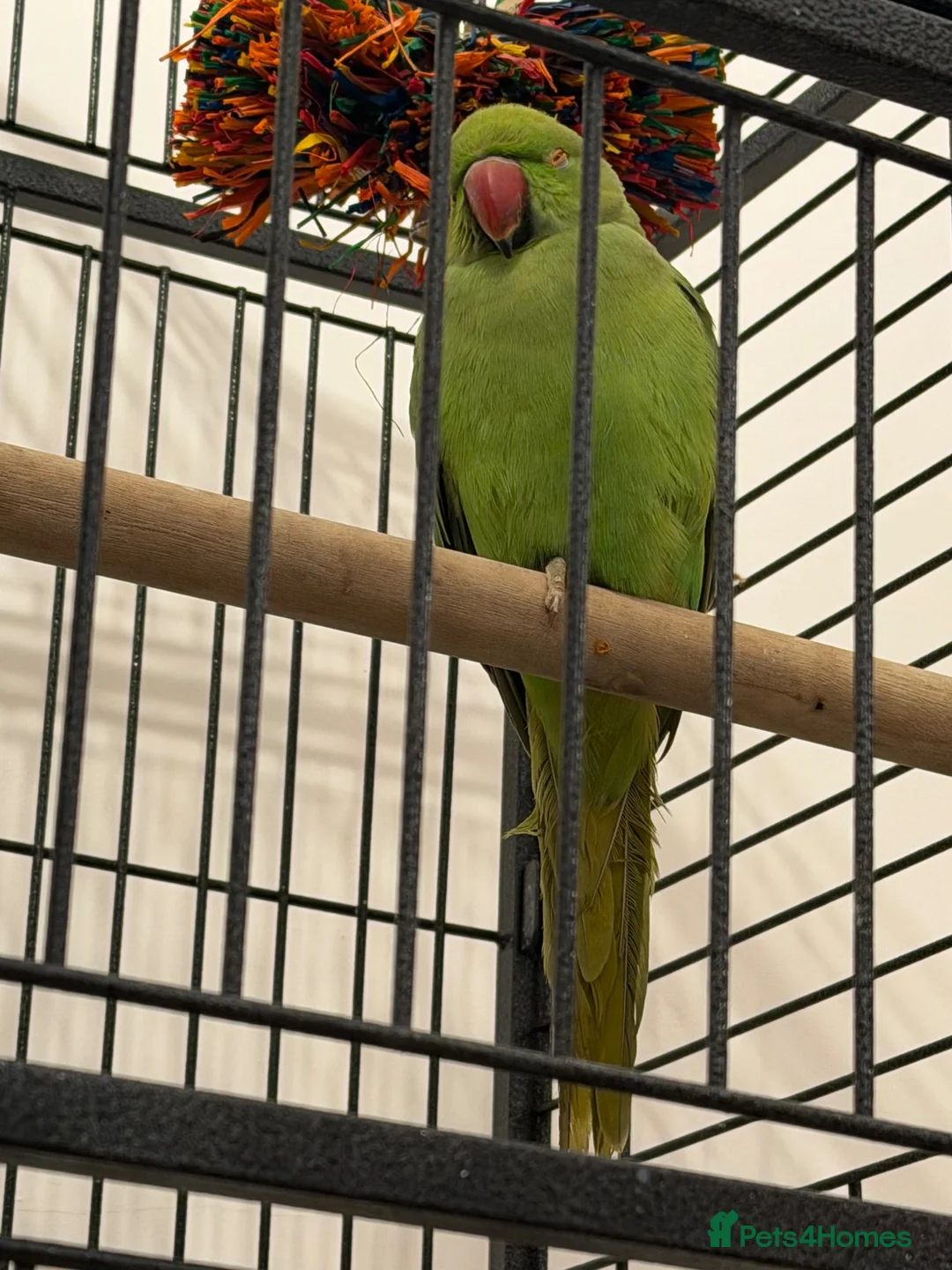 Parakeets birds for sale: Beautiful Indian Ringneck Parakeet in Leigh - Advert 2