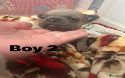 French Bulldog dogs for sale: French Bulldog Pups for sale - Image 11