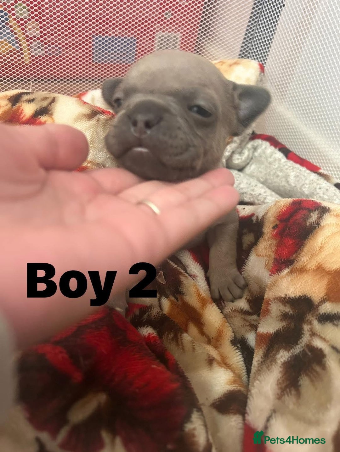 French Bulldog dogs for sale: French Bulldog Pups for sale - Image 11