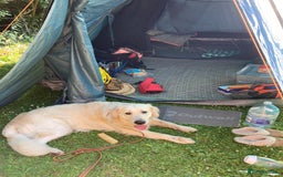Golden Retriever dogs for sale: 15 month old Golden Retriever, Male, sweet, gentle - Image 11