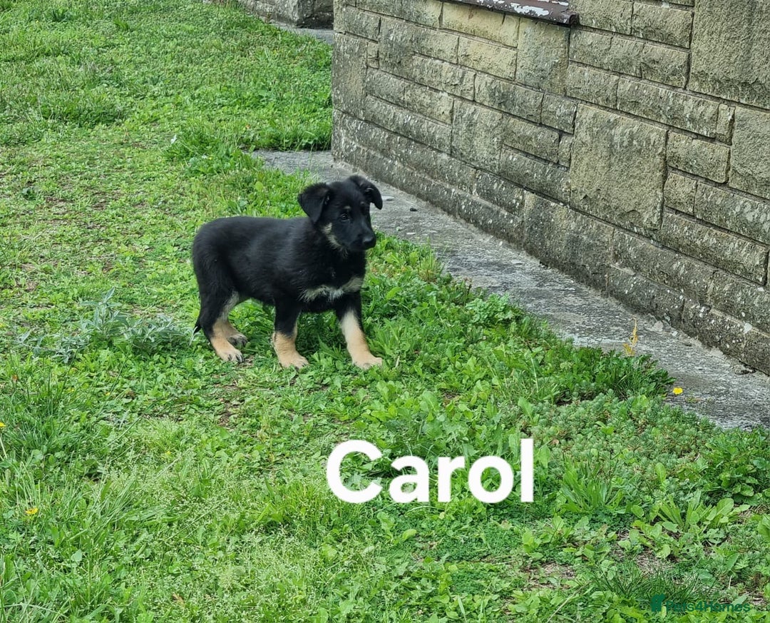 German Shepherd dogs for sale: 2 German Shepherd Bitches Ready Now - Image 16