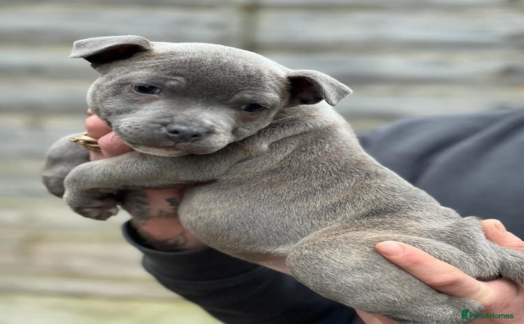 Staffordshire Bull Terrier dogs - Advert 3