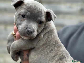 Staffordshire Bull Terrier dogs - Advert 26