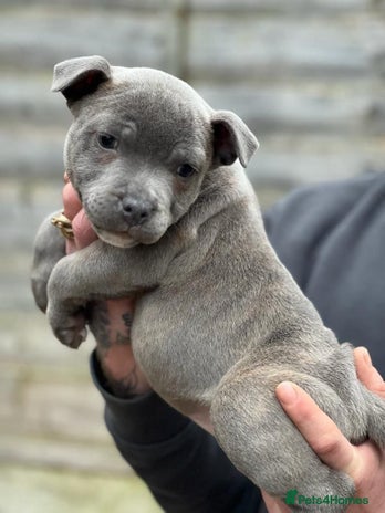 Staffordshire Bull Terrier dogs - Advert 2