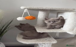 British Shorthair cats for sale: British shorthair kittens lilac & blue⭐️ - Image 3