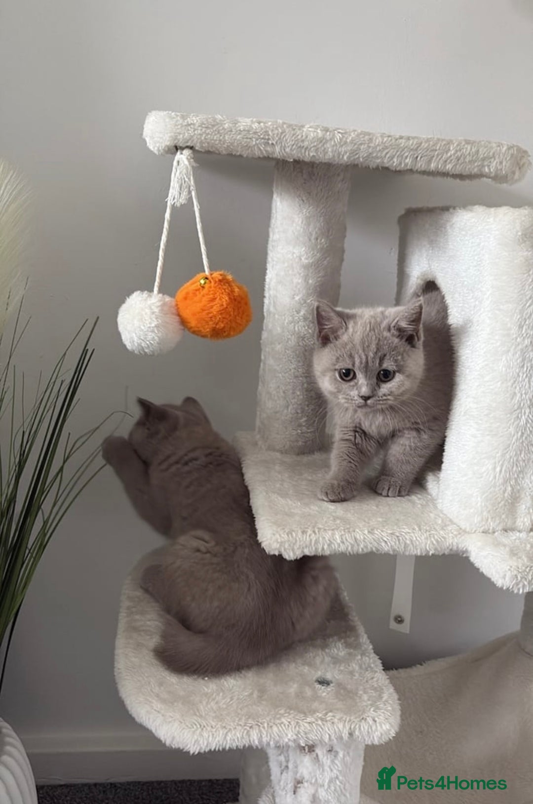 British Shorthair cats for sale: British shorthair kittens lilac & blue⭐️ - Image 3