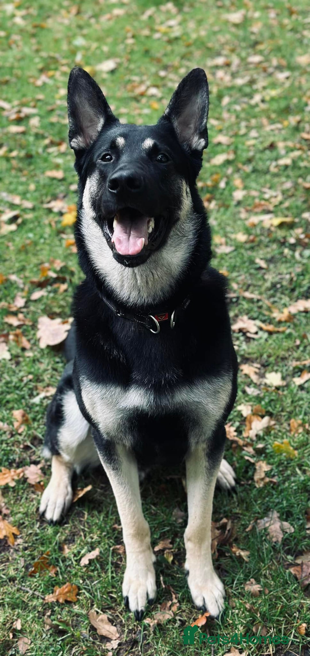 German Shepherd dogs for sale: ⚡RARE EAST EUROPEAN SHEPHERD PUPPIES AVAILABLE⚡ - Image 28