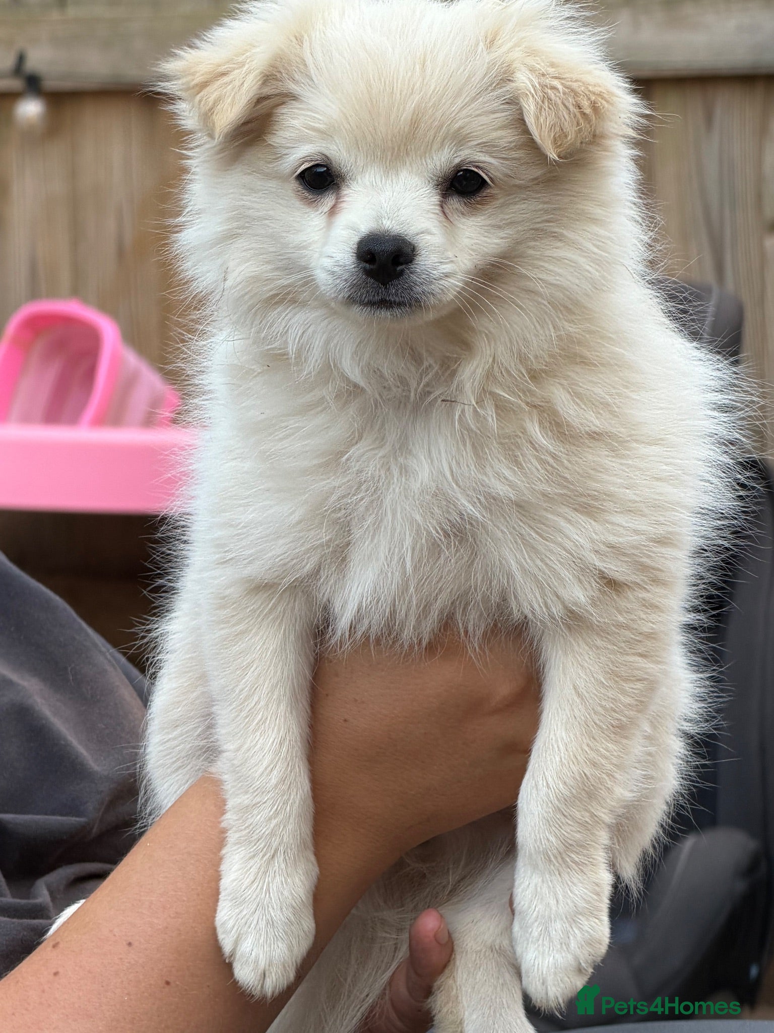 Pomchi dogs Beautiful playful well socialised Girl  - Advert 9