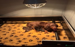 Cocker Spaniel dogs for sale: Working cocker spaniel pups - Image 9