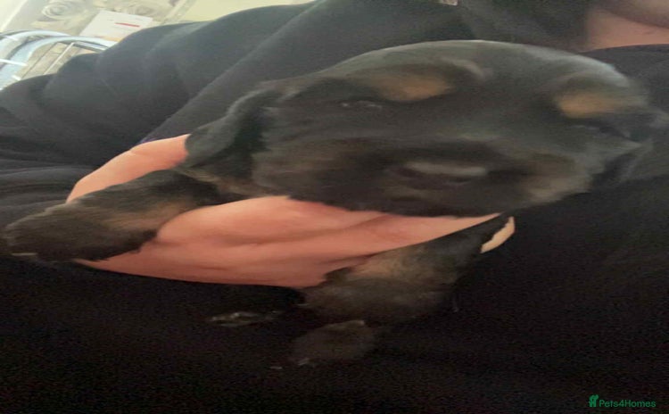 Cocker Spaniel dogs - Advert 14