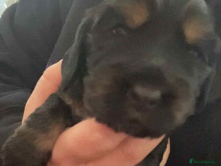 Cocker Spaniel dogs Kc reg show cocker spaniels. Heath tested parents - Advert 8