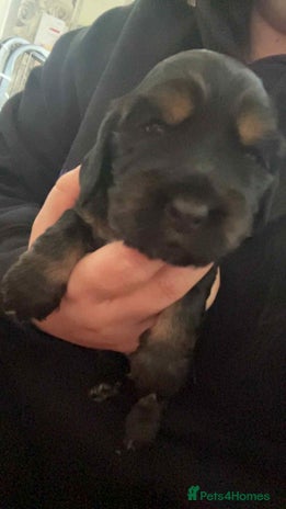 Cocker Spaniel dogs - Advert 14