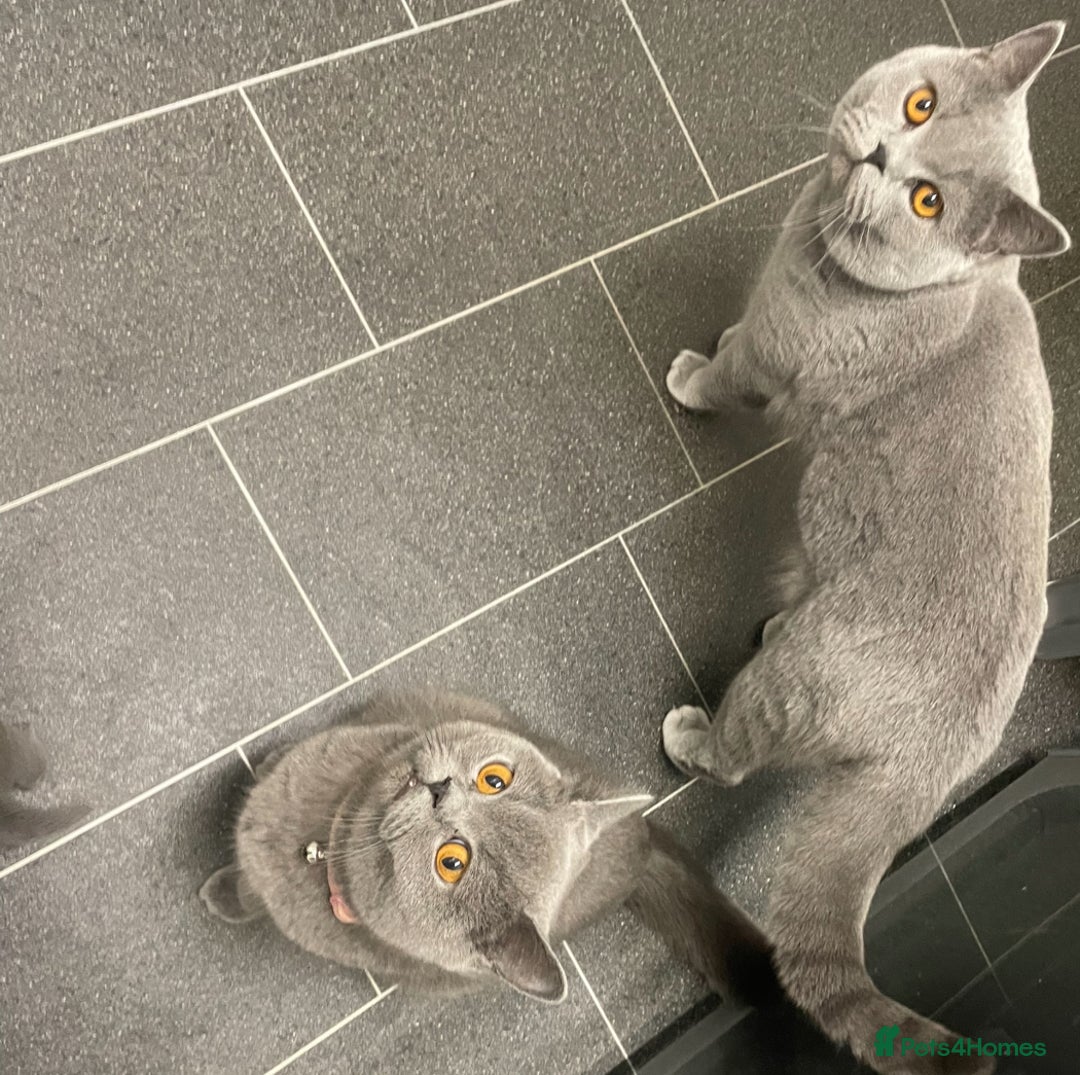 British Shorthair cats for sale:  Pedigree British shorthair kitten - Advert 7