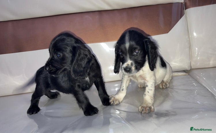 Cocker Spaniel dogs - Advert 10