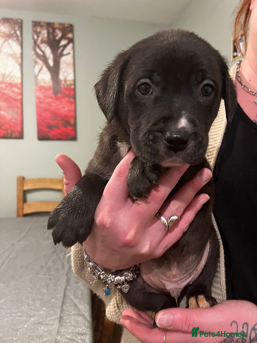 Mixed Breed dogs for sale: Bullador mixed puppies - Advert 1