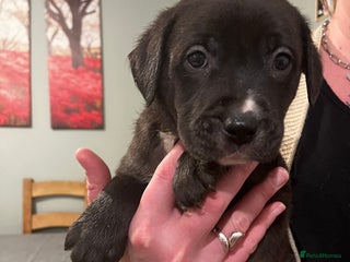 Mixed Breed dogs Bullador mixed puppies - Advert 5