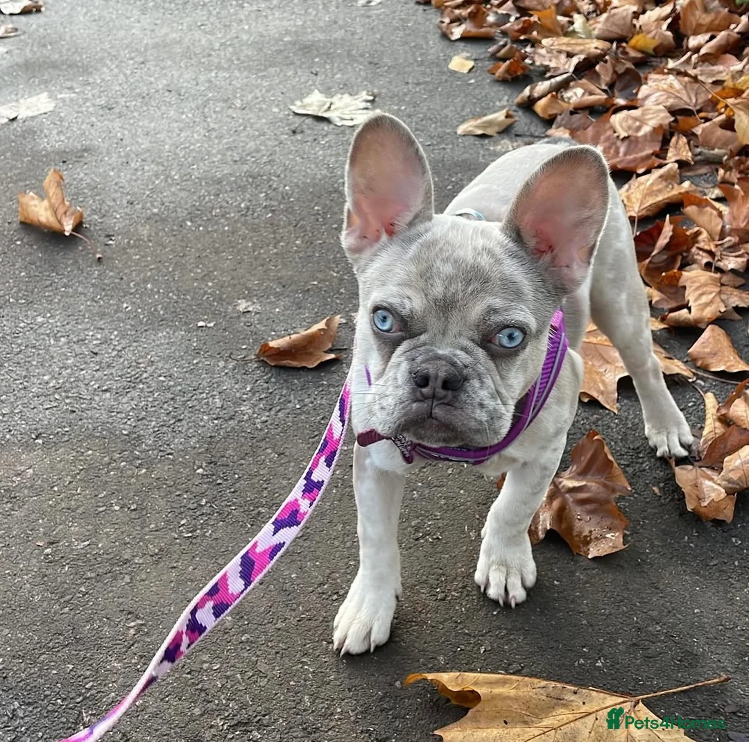 French Bulldog dogs for sale: Nahla - 10 month Lilac Fawn Merle Frenchie  - Advert 2
