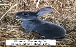 Rex rabbits for sale: Beautiful Pure Breed Velvet Mini Rex babies 🐰  - Image 2