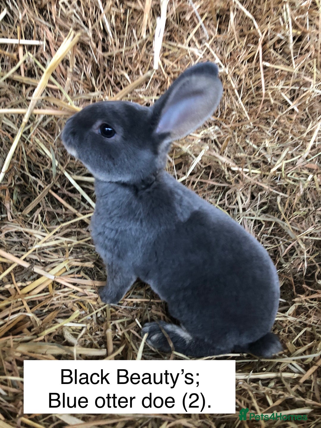 Rex rabbits for sale: Beautiful Pure Breed Velvet Mini Rex babies 🐰  - Image 2