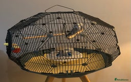 Budgerigars birds for sale: Stunning pair of budgies with cage. - Advert 5
