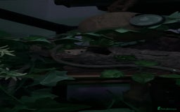 Gecko reptiles for sale: Harlequin Tricolour Crested Gecko + Large Tank - Advert 29