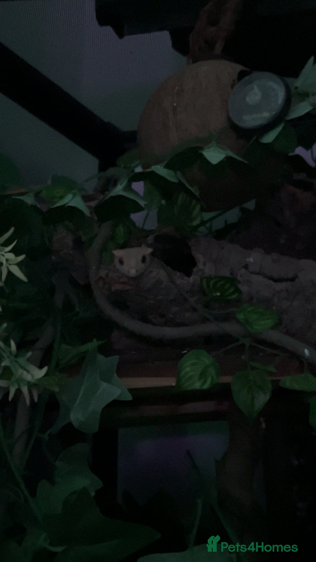 Gecko reptiles for sale: Harlequin Tricolour Crested Gecko + Large Tank - Advert 29