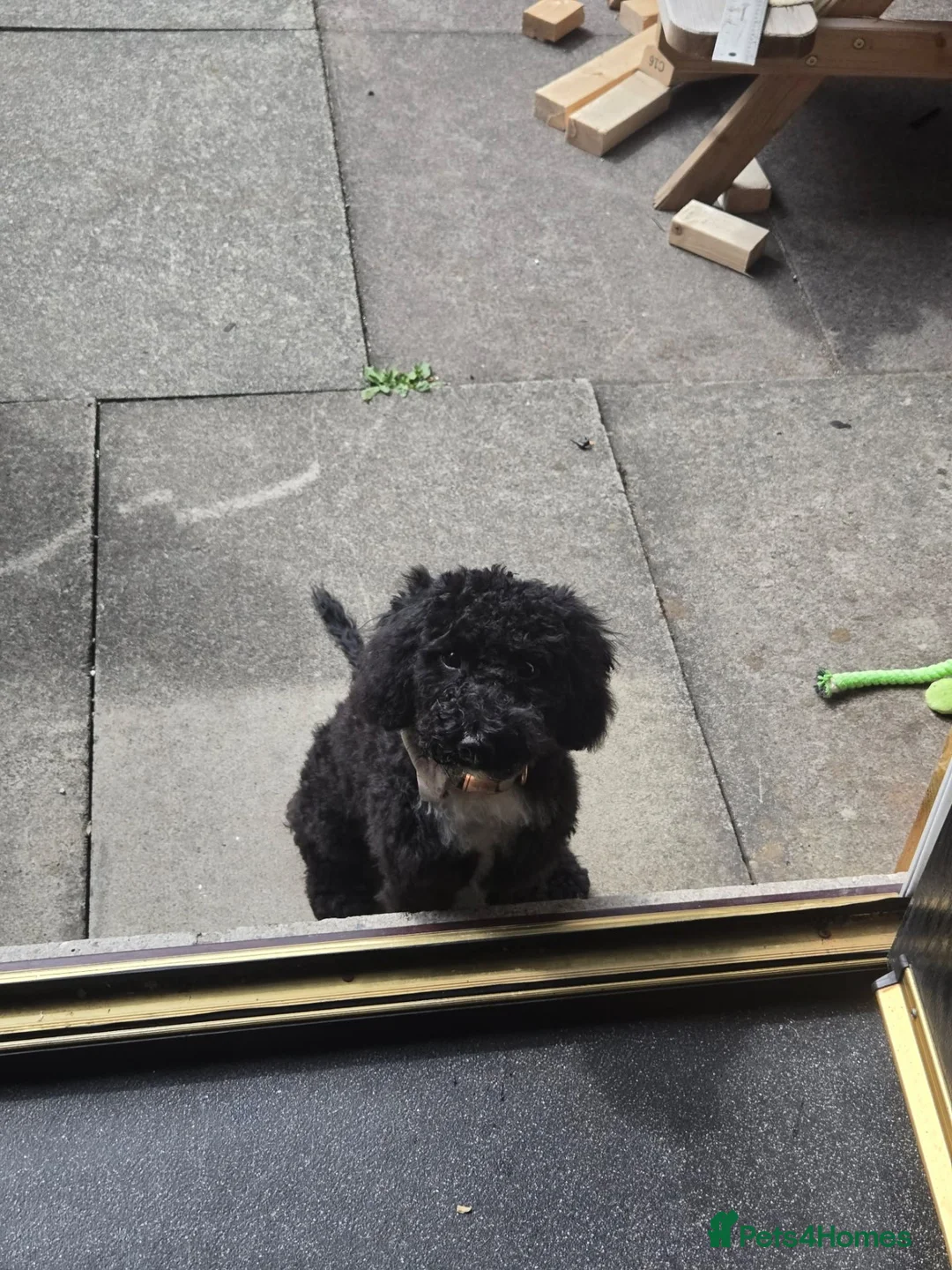 Cockapoo dogs for sale: Nova the Cockapoo  - Advert 1