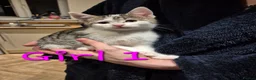 Mixed Breed cats for sale: 6 kittens * Ready Now * in Telford - Advert 3