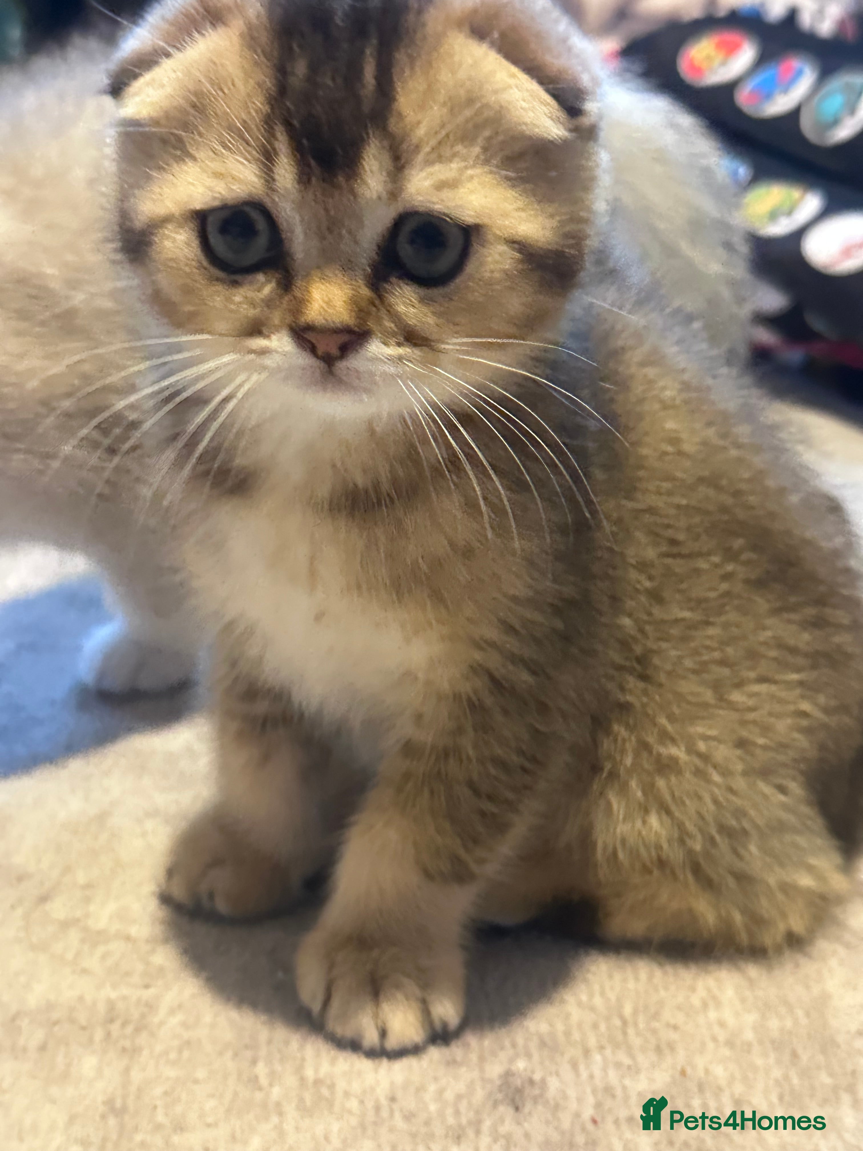 Scottish Fold cats Scottish fold kittens - Advert 2