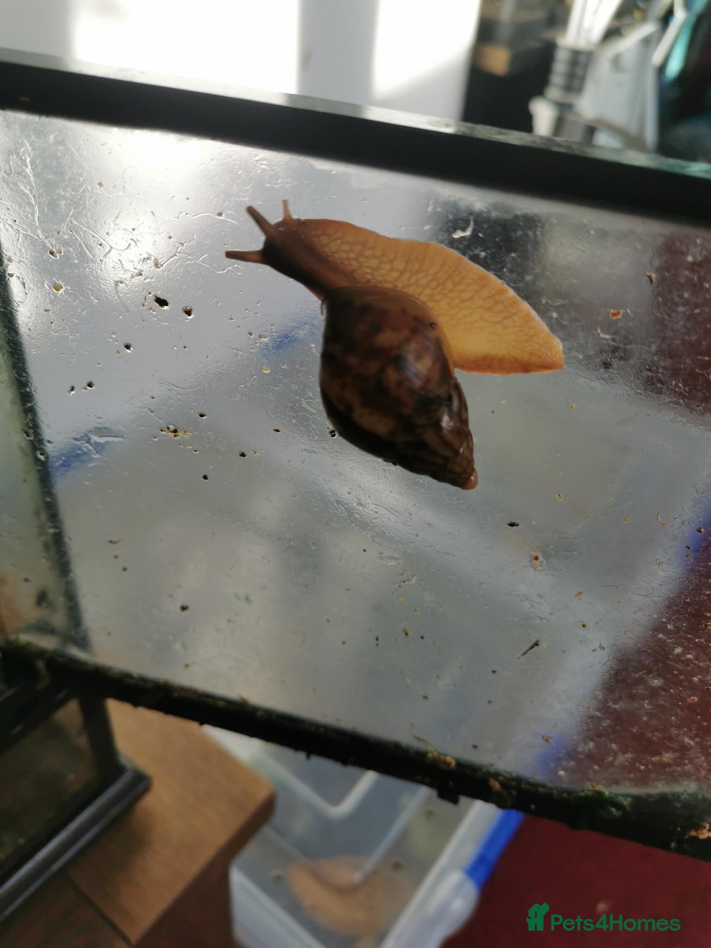 Snails invertebrates Baby Giant African land snails for sale - Advert 1