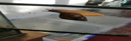 Snails invertebrates for sale: Baby Giant African land snails for sale in Lowestoft - Advert 1