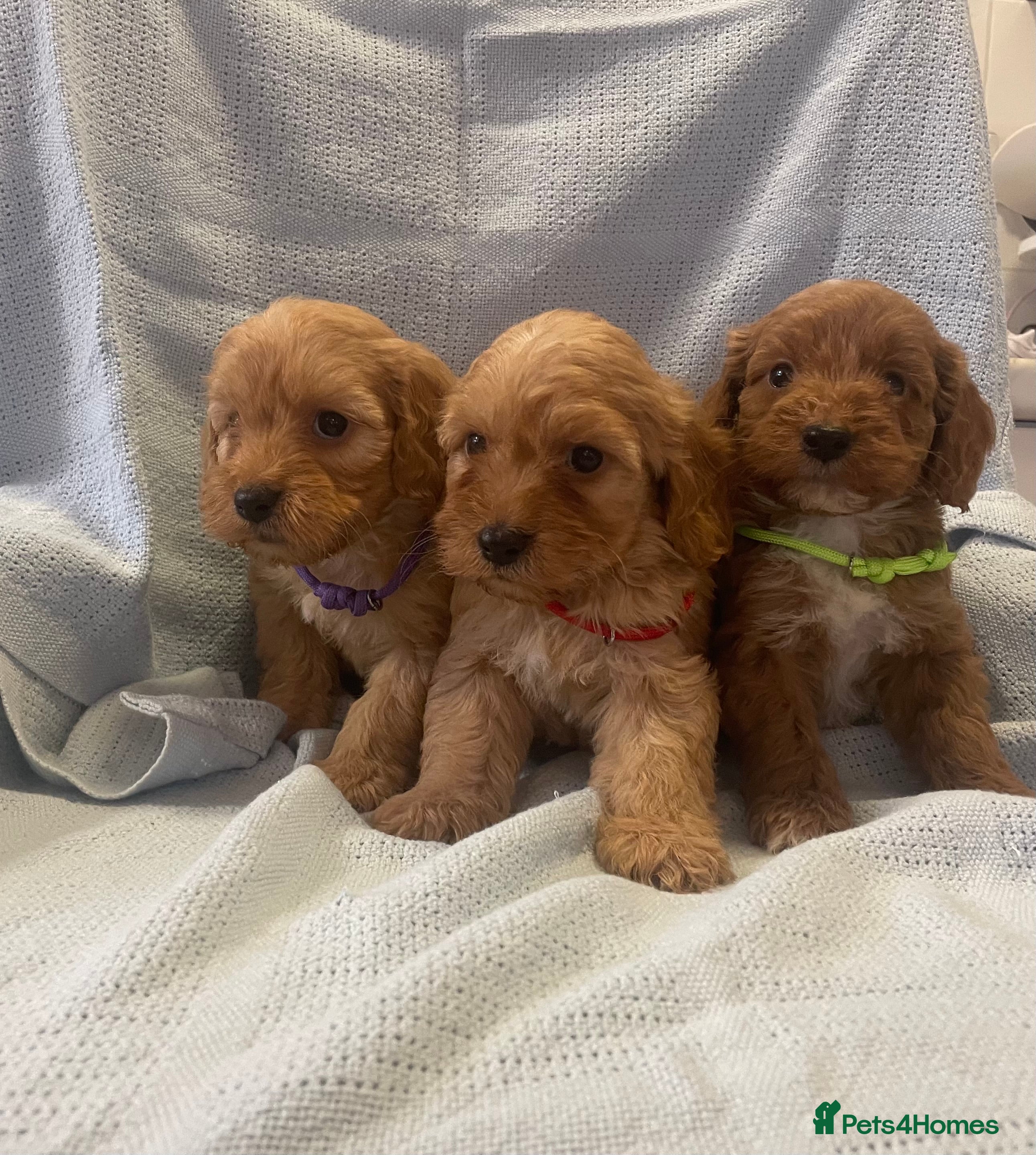 Cockapoo dogs Beautiful F1 cockapoos  - Advert 8